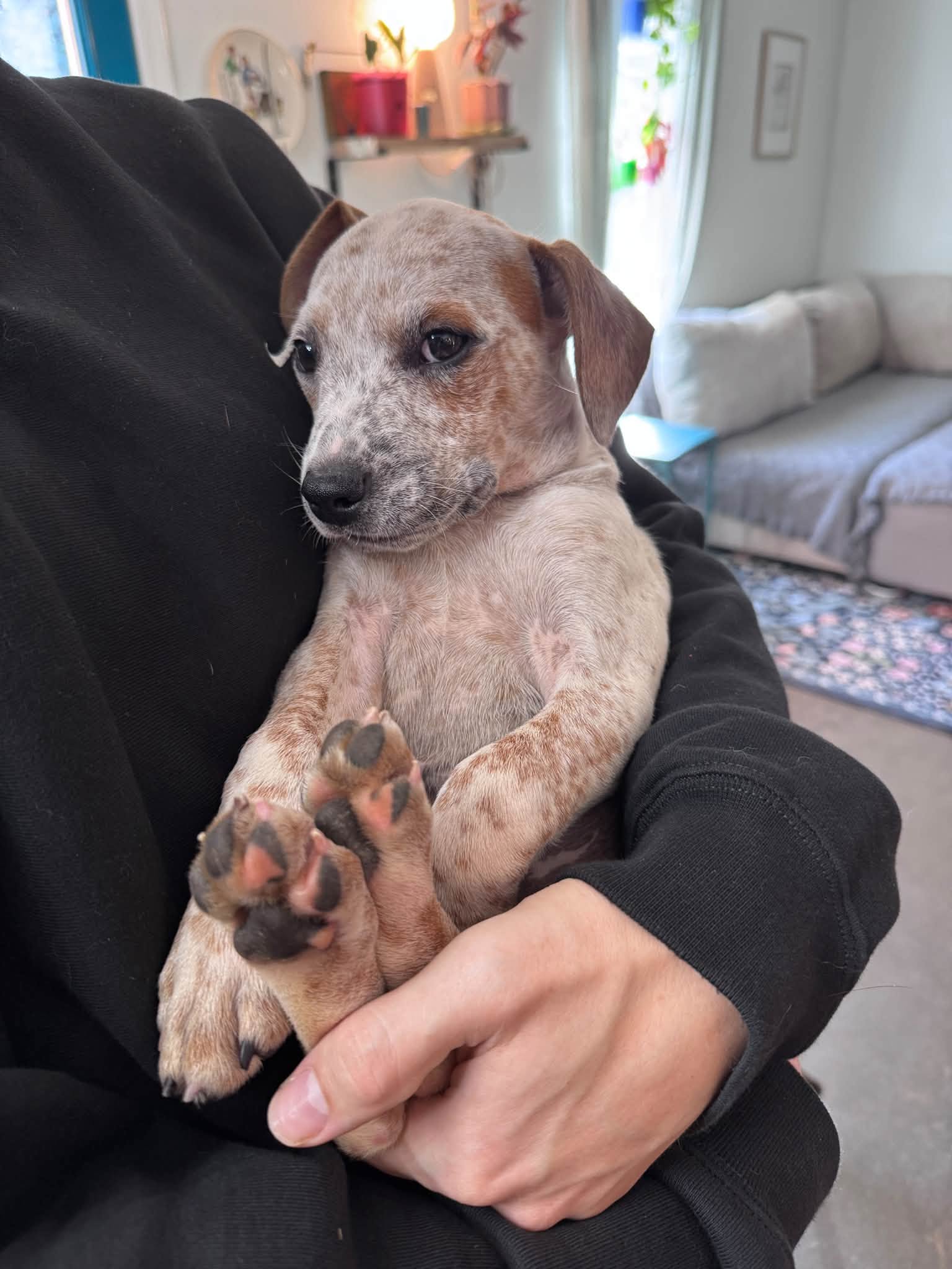 Lj, Hound