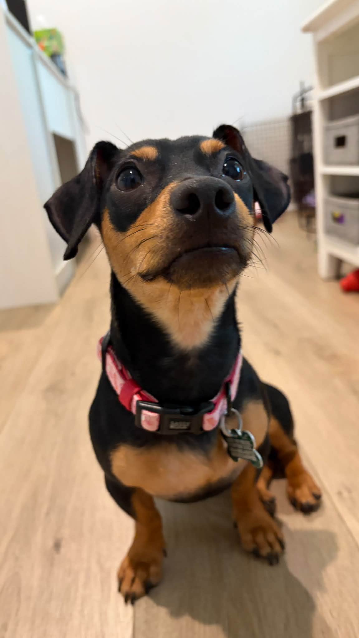 Cri-Kee, Dachshund