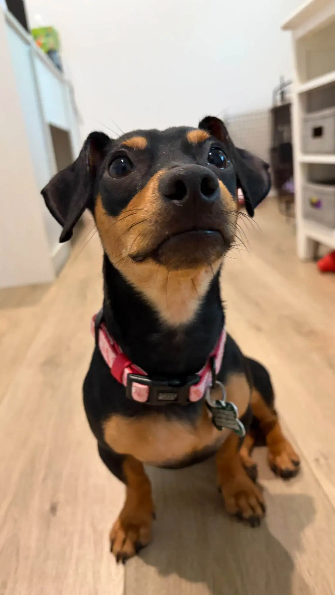 Cri-Kee - Dachshund