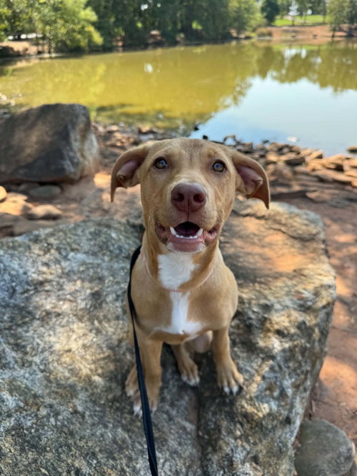 Clarabelle, a dog for adoption from Lucky Pup Rescue SC