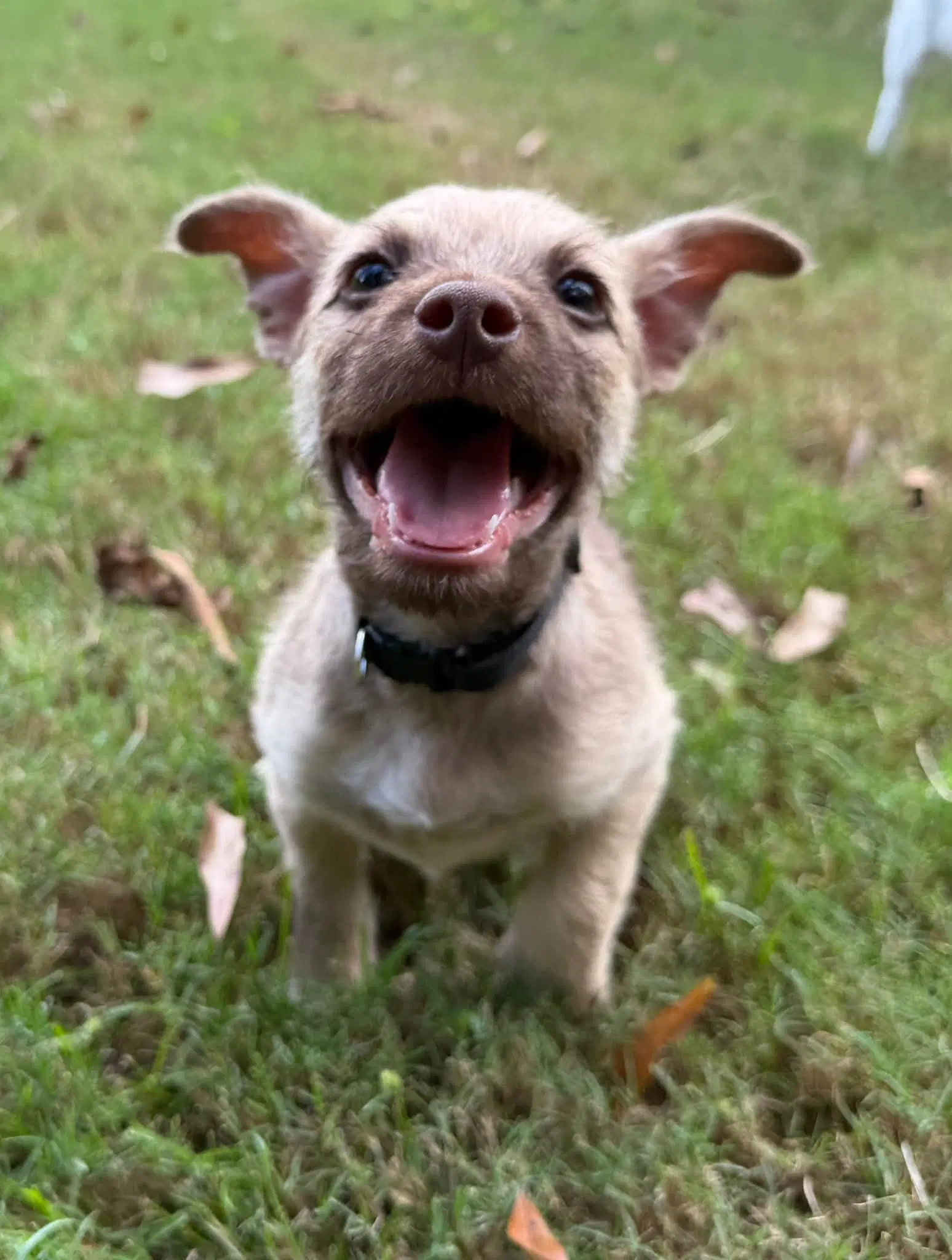 Smoke - Terrier