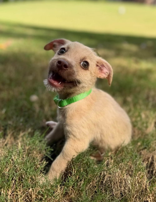 Stack, a dog for adoption from Lucky Pup Rescue SC