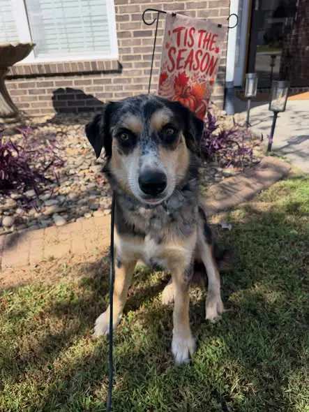 Fable - Australian Shepherd