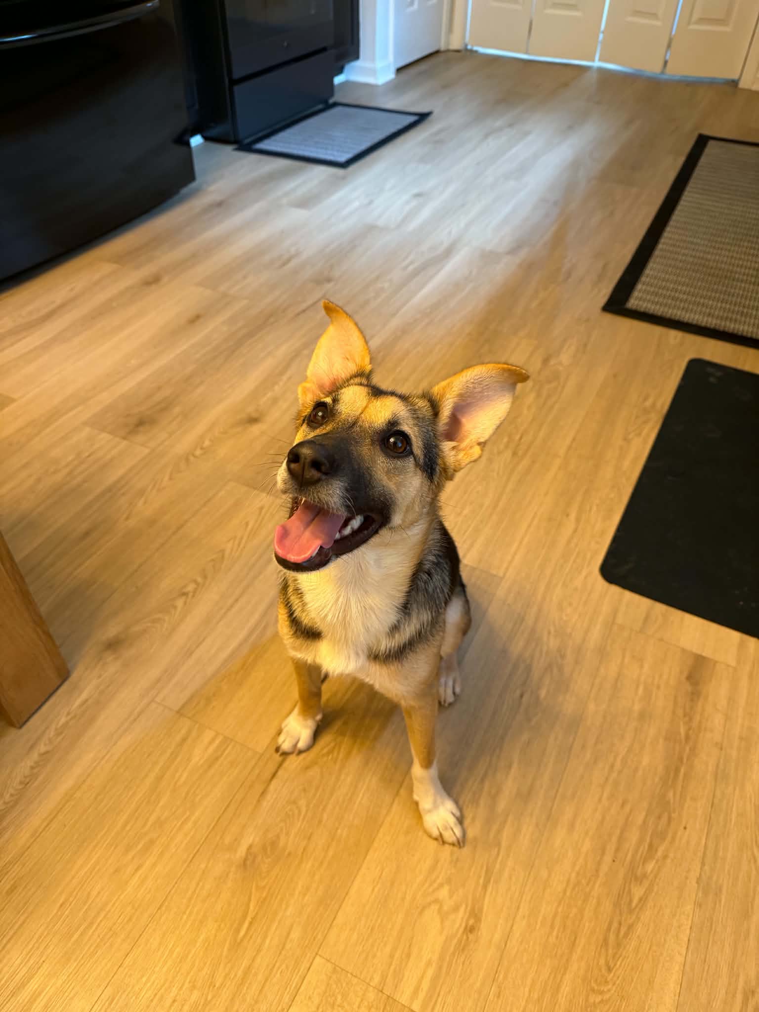 Sabine - Shepherd