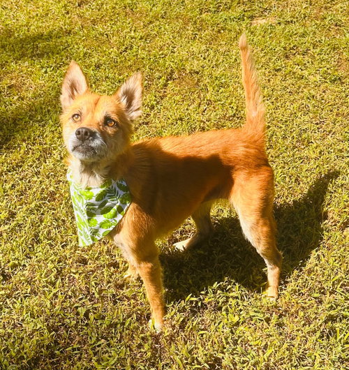 Photo 2 of Foxy