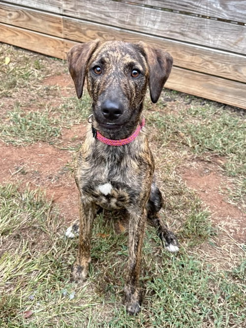 Bindi, a dog for adoption from Lucky Pup Rescue SC