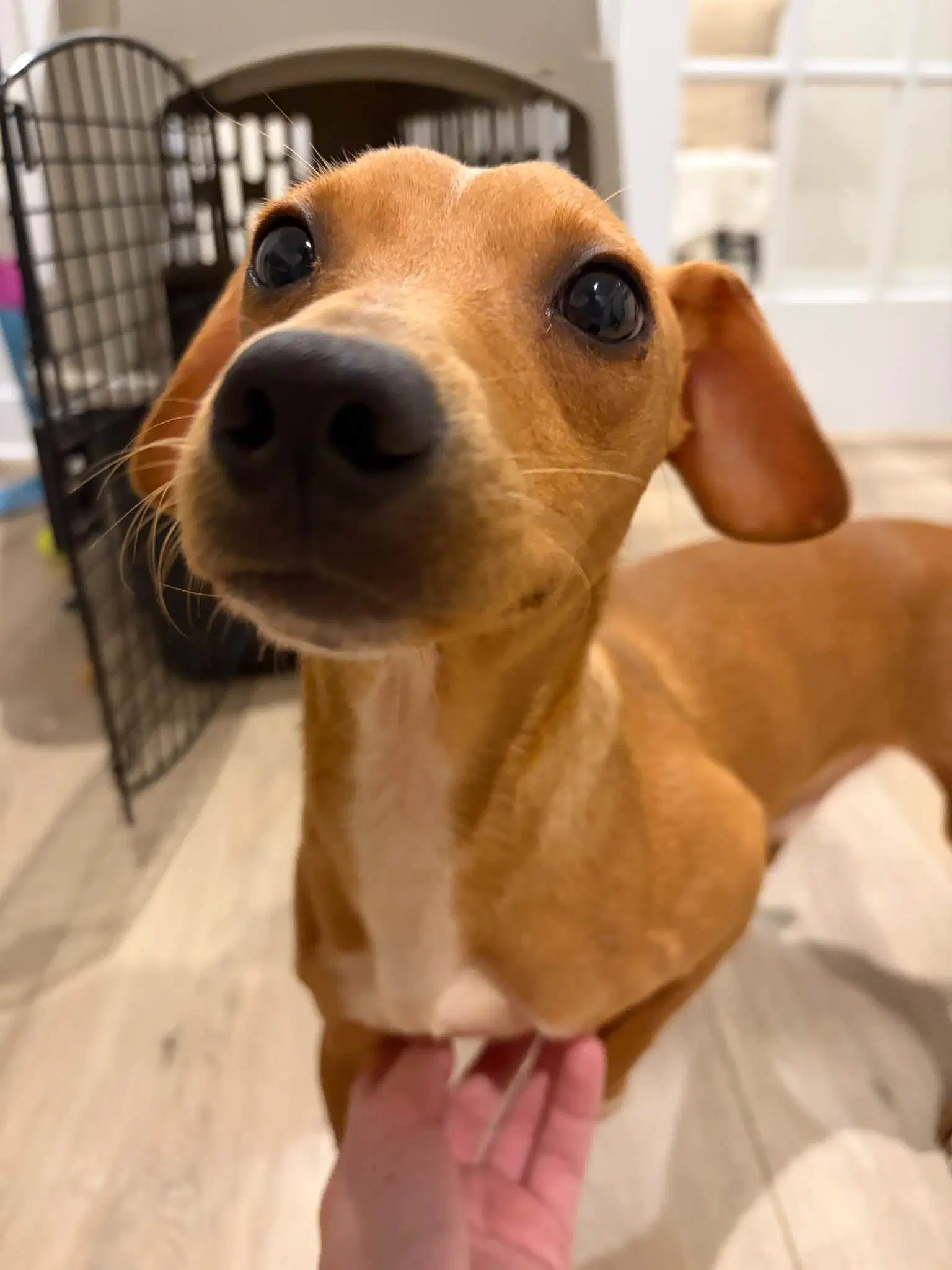 Little Brother - Dachshund