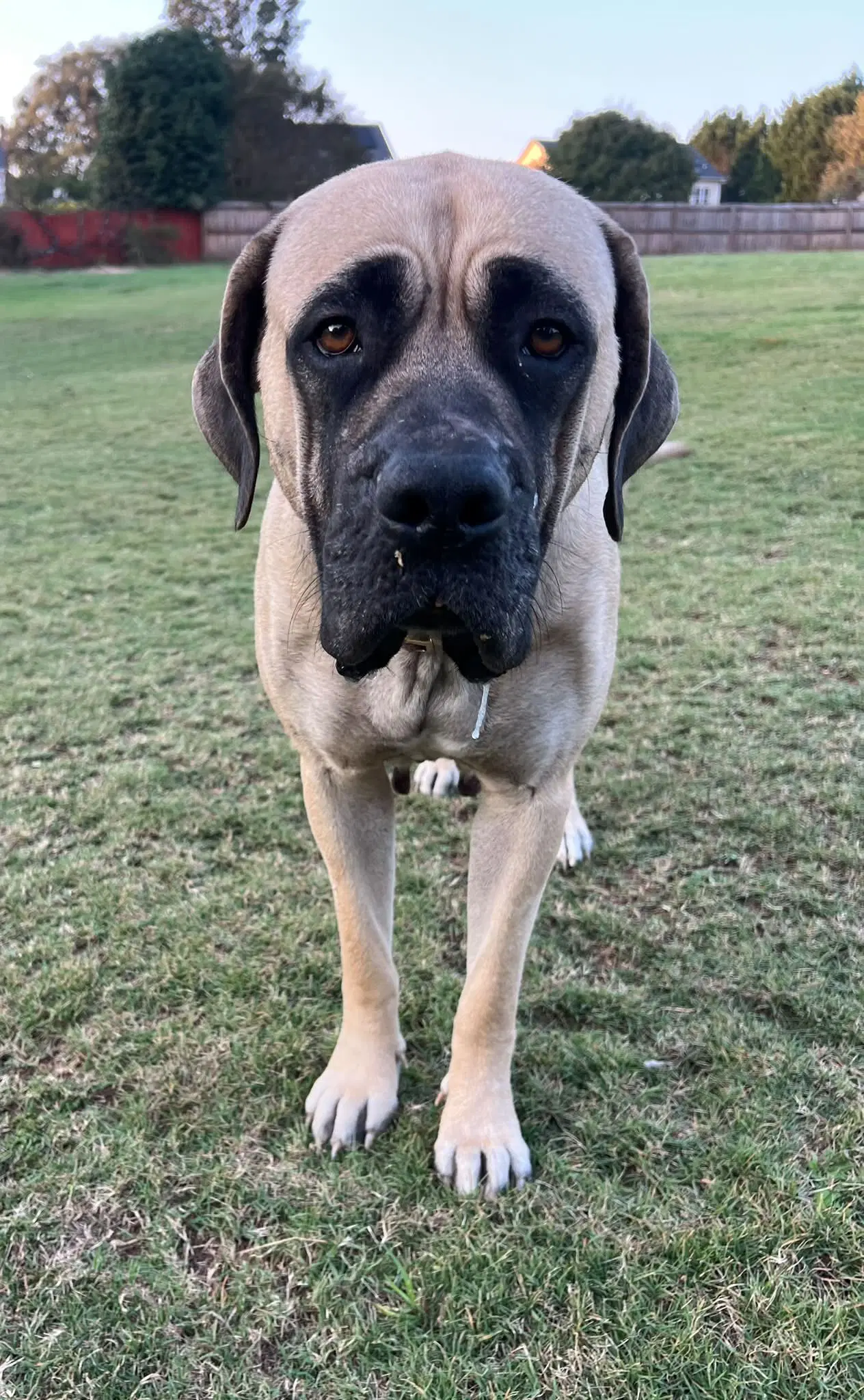 Phoebe - Great Dane
