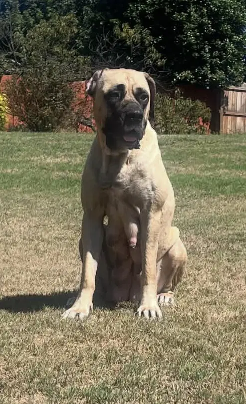 Phoebe image 2
