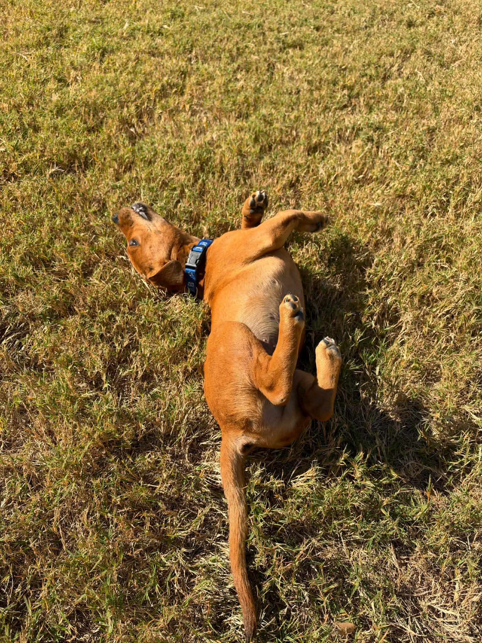 Bumper, photo 3