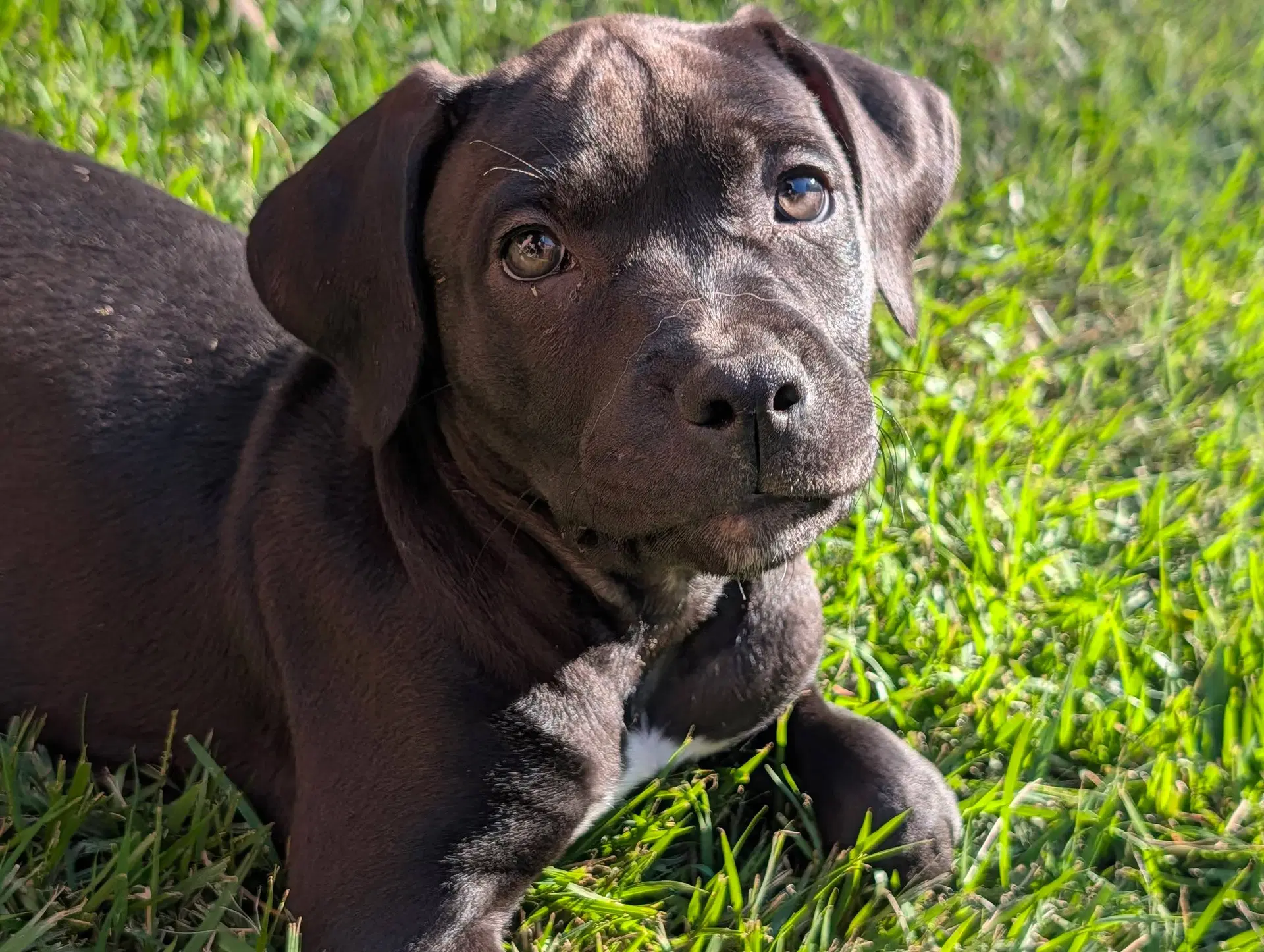 Aretha - Mastiff