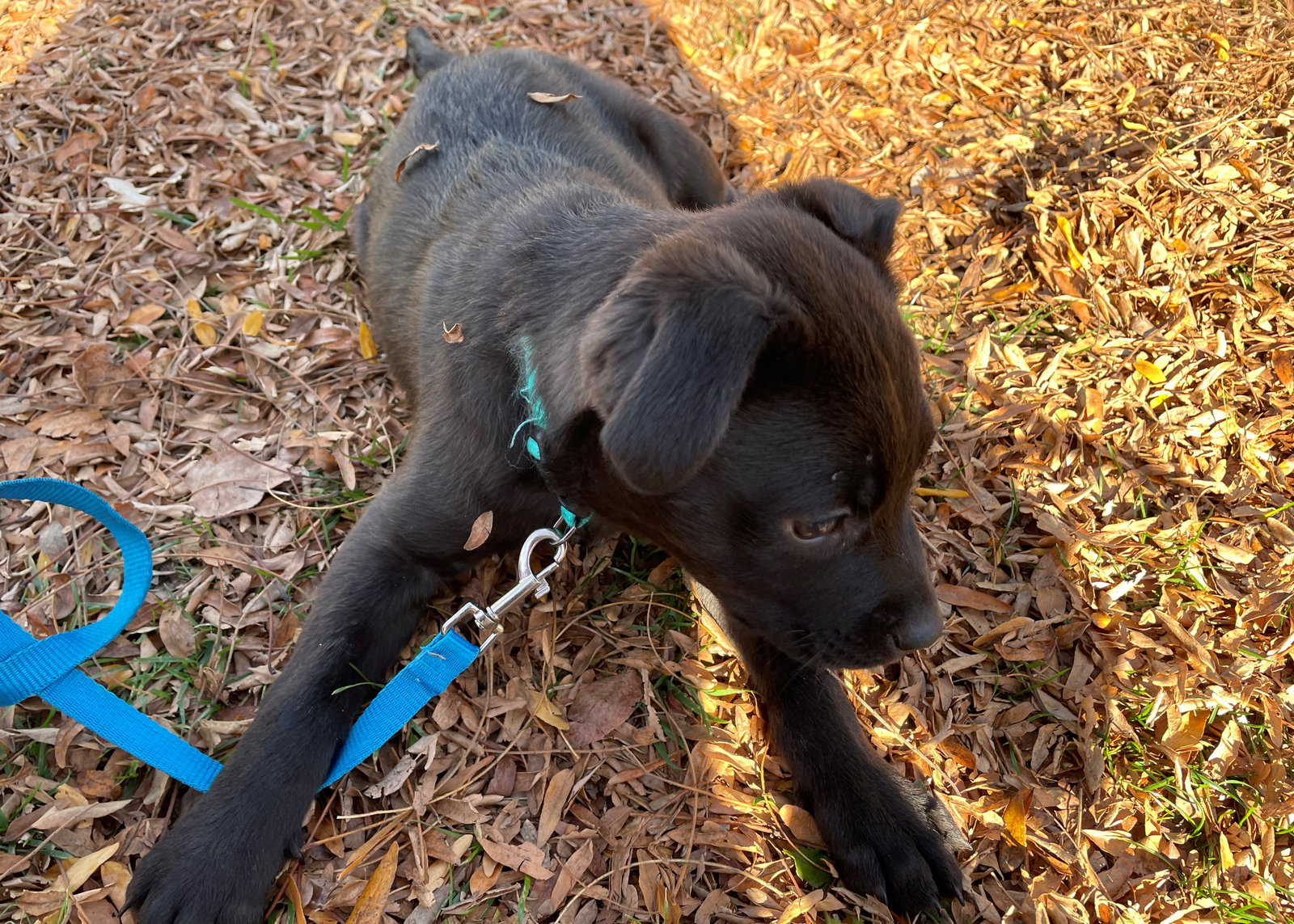 Dog for Adoption Buster, a Labrador Retriever in Vista Center, NJ