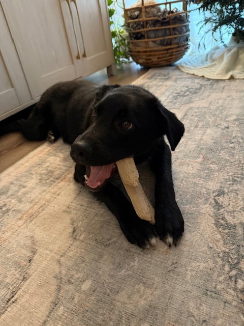 Jet