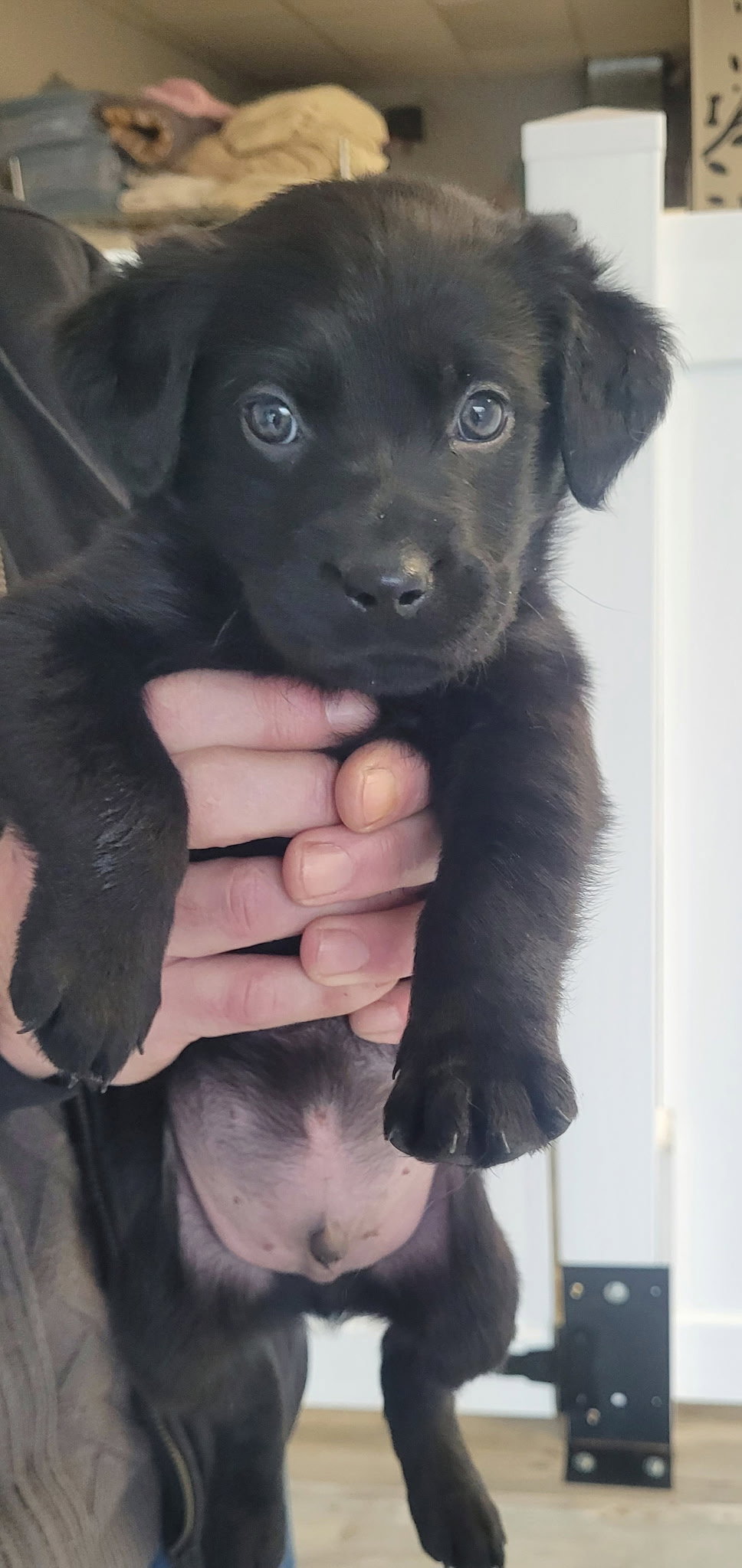 Oreo