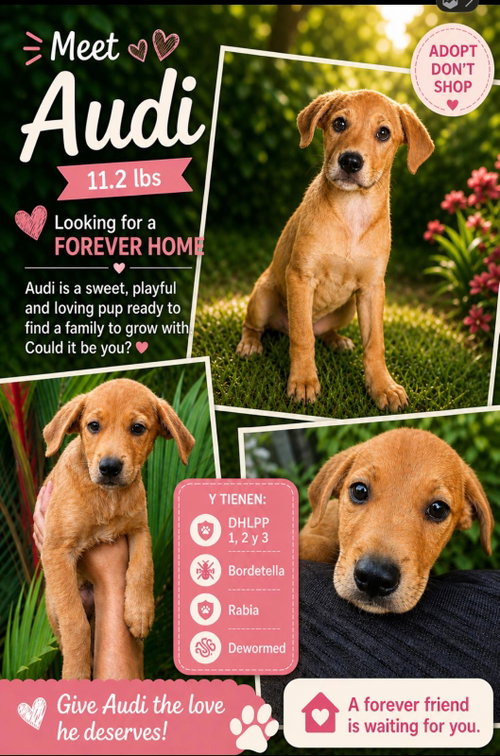 Audi, an adoptable Retriever in Jenkintown, PA