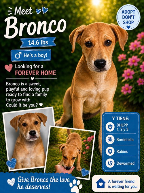 Bronco, an adoptable Retriever in Jenkintown, PA