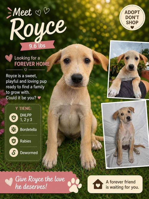 Royce, an adoptable Retriever in Jenkintown, PA