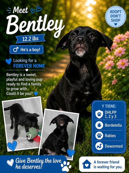 Bentley, an adoptable Retriever in Jenkintown, PA