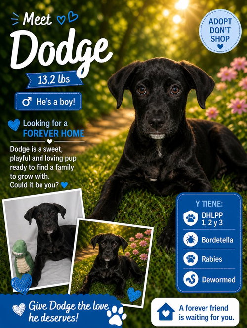 Dodge, an adoptable Retriever in Jenkintown, PA