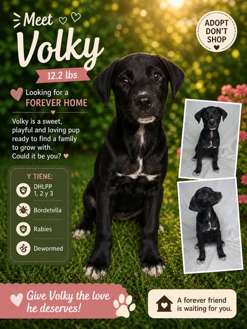Volky, an adoptable Retriever in Jenkintown, PA