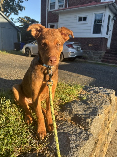 Otto, a dog for adoption from Pooch Kaboose