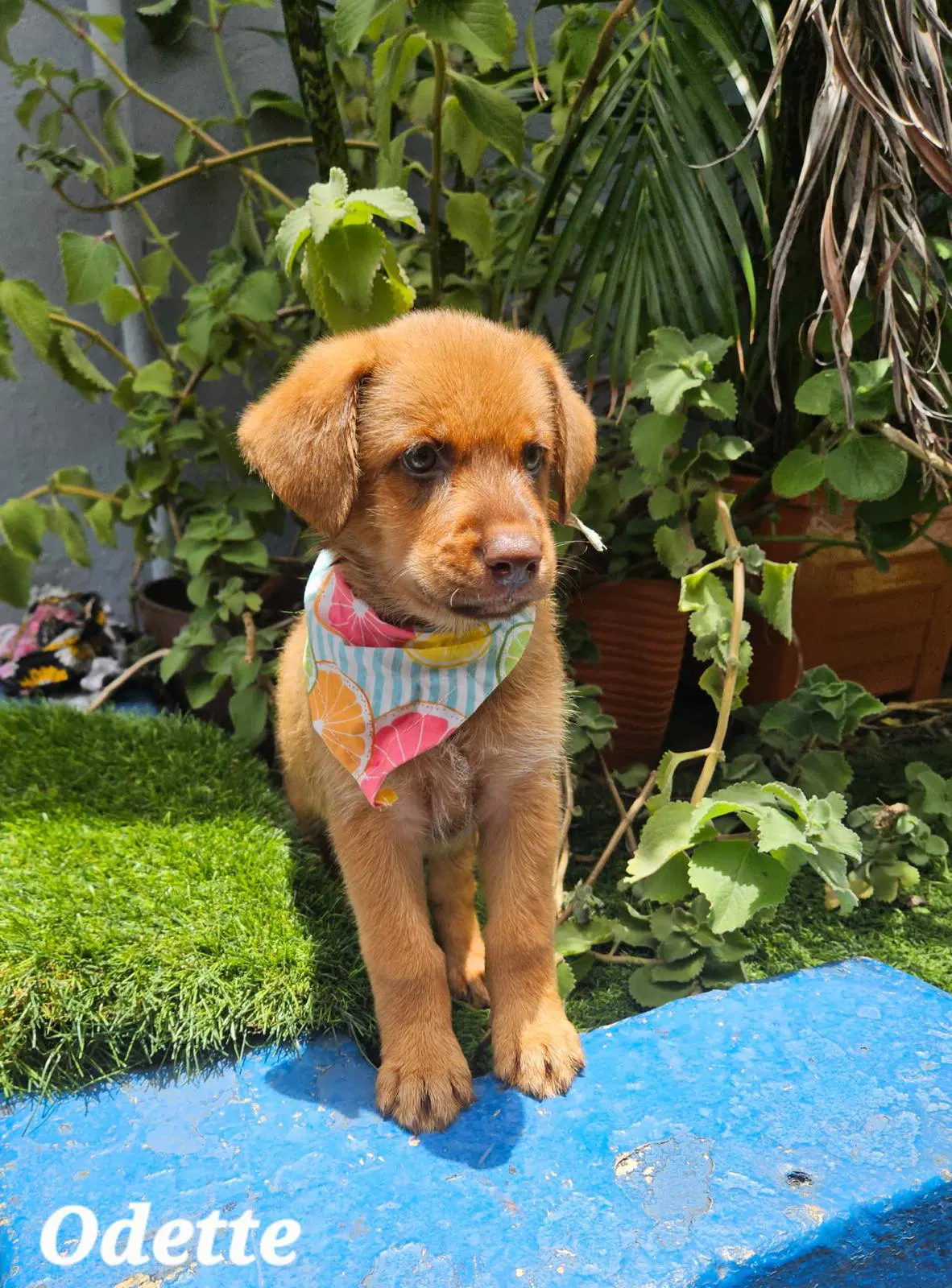 Oddette - Labrador Retriever