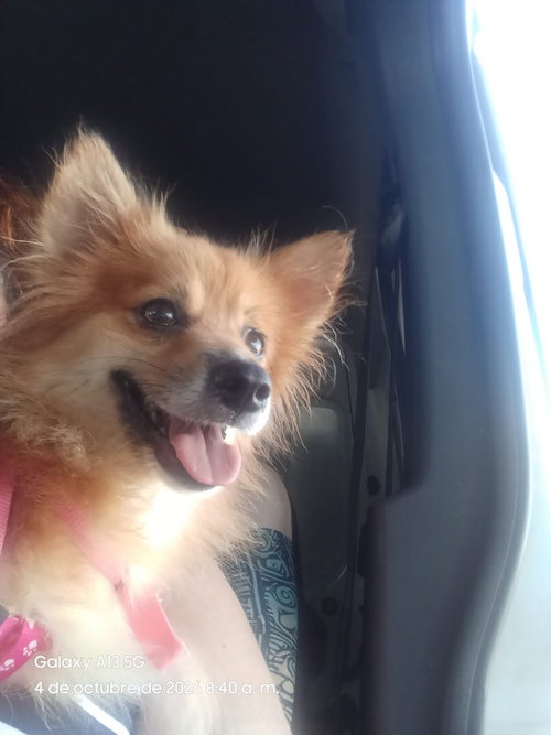 Canela, a dog for adoption from Pooch Kaboose