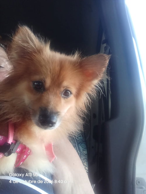 Photo 2 of Canela