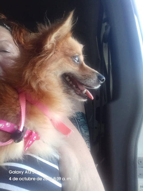 Photo 3 of Canela