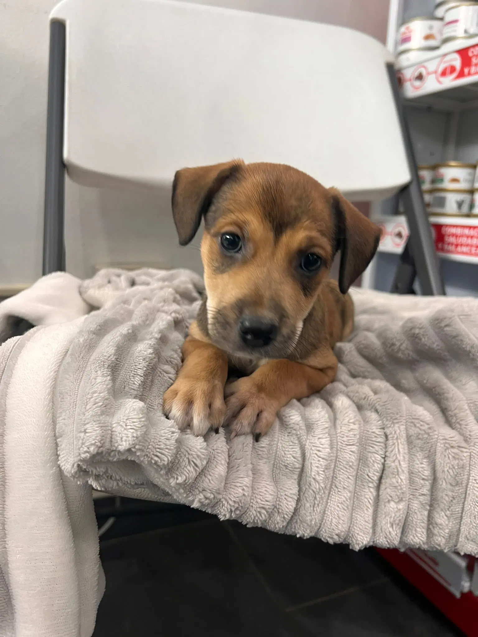 Sofia - Beagle