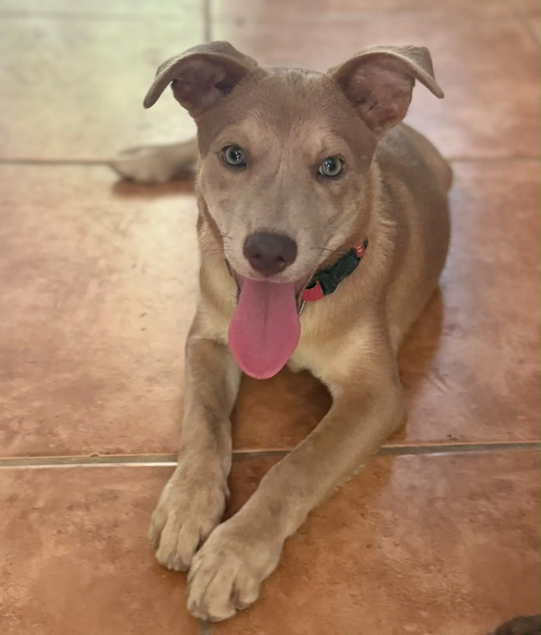 Wolfe - Labrador Retriever