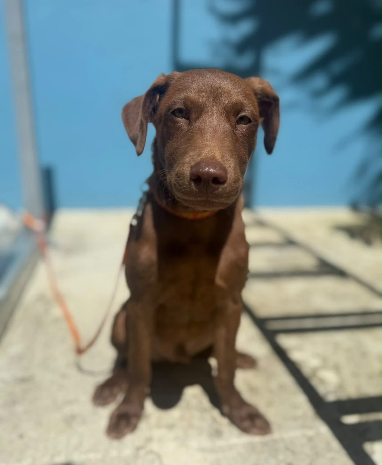 Canelo