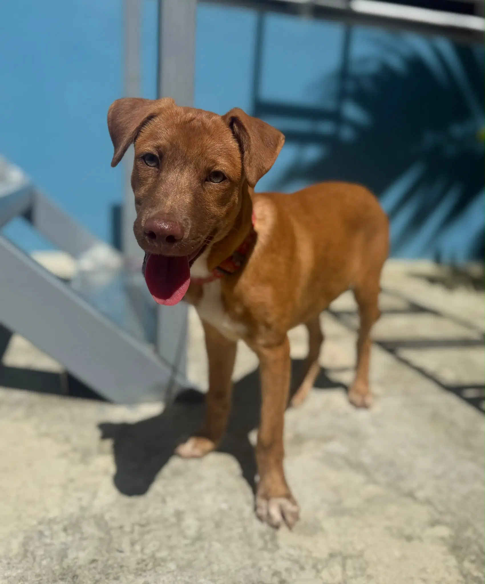 Milo - Labrador Retriever