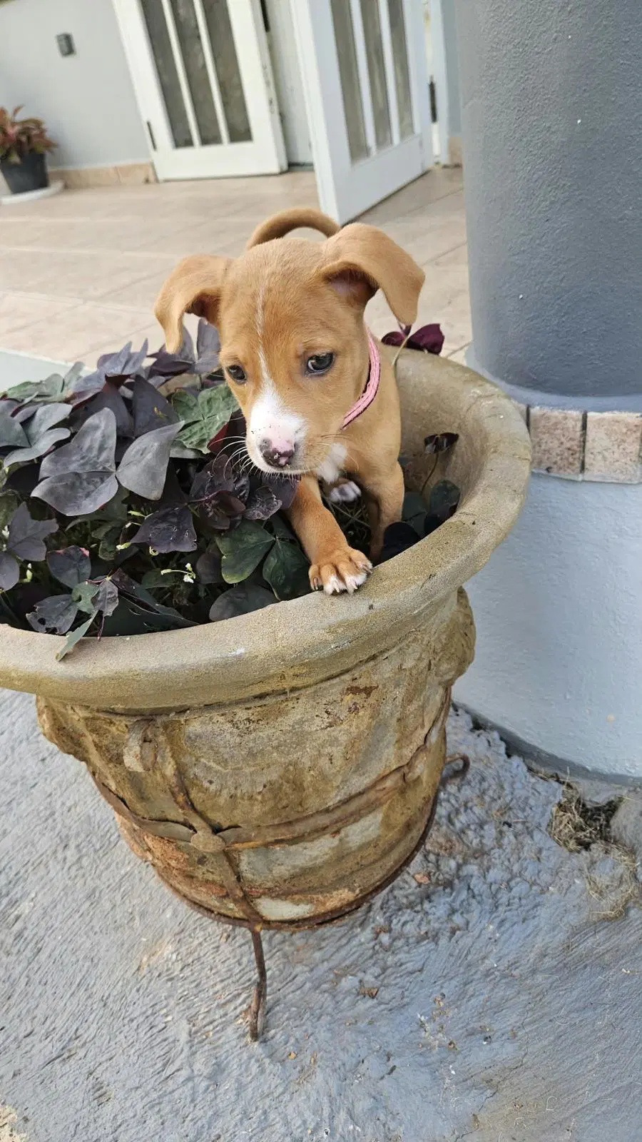 Lupita - Boxer