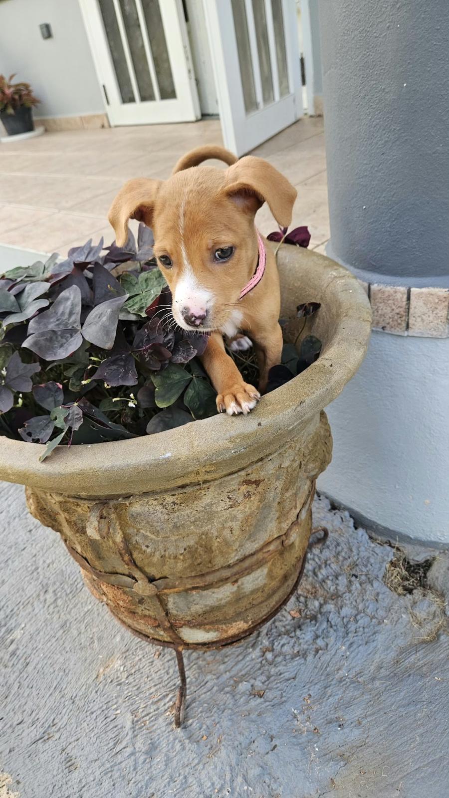 Lupita