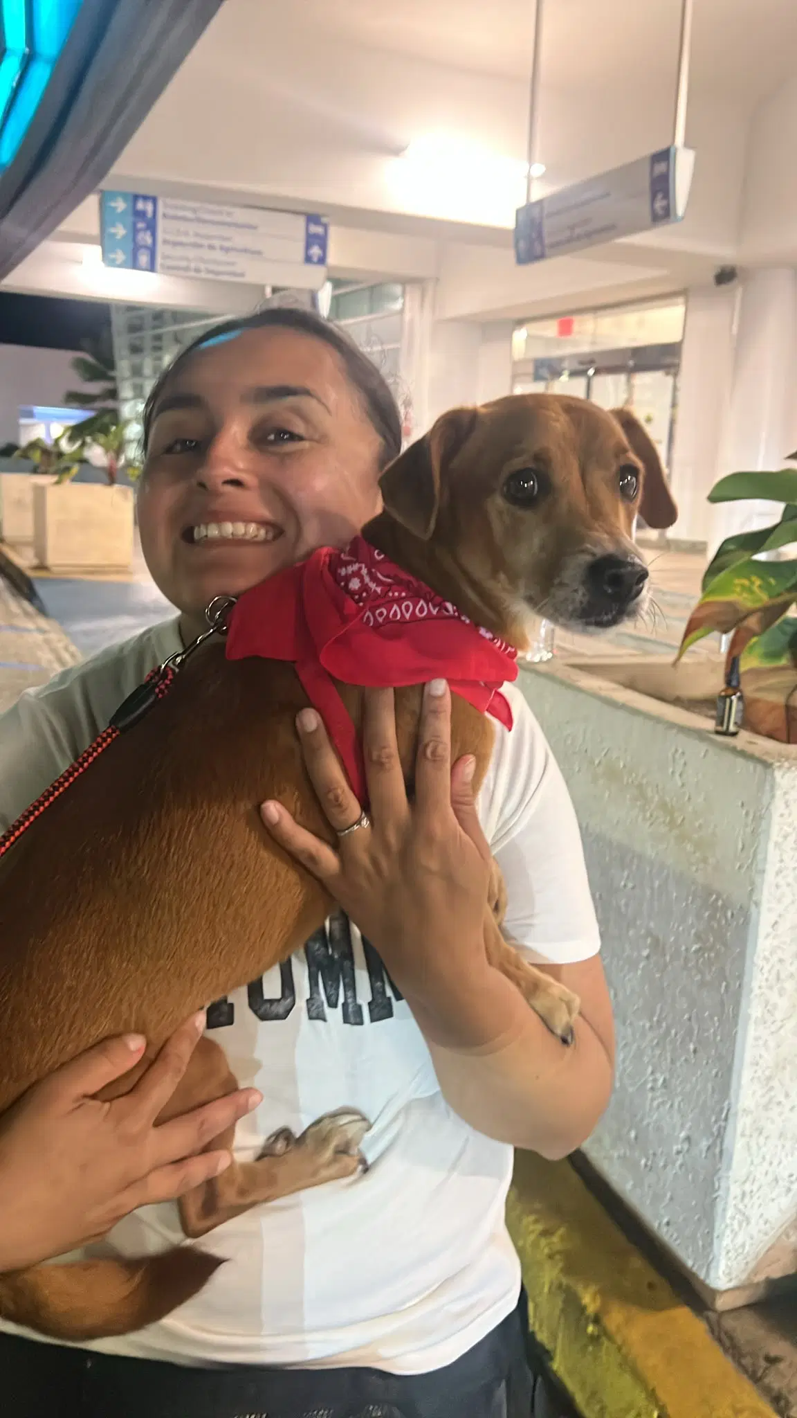 Eduardo - Dachshund