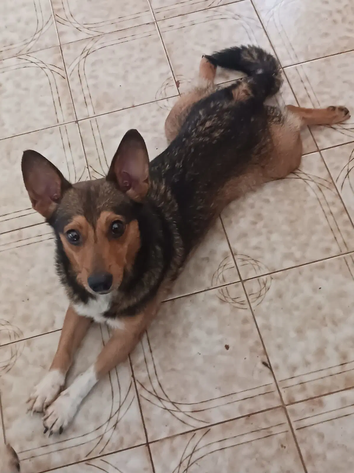 Pistchio - Corgi