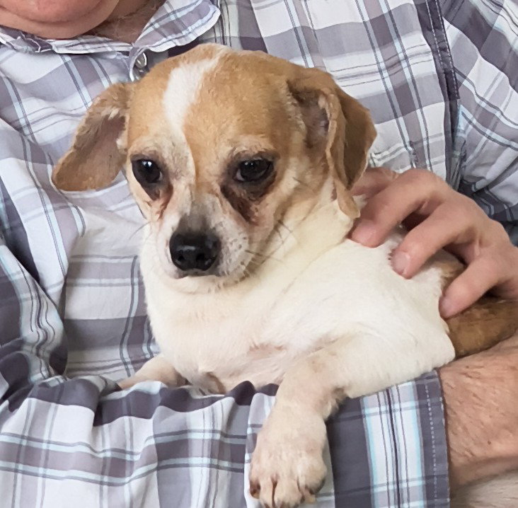 Sparky, Dachshund