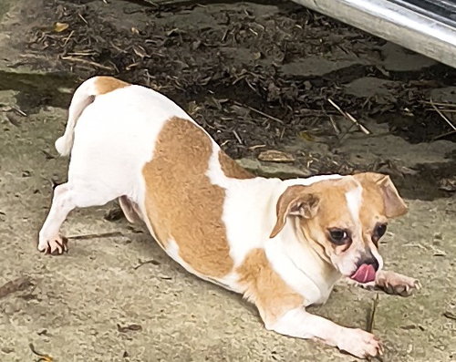 Sparky, photo 3