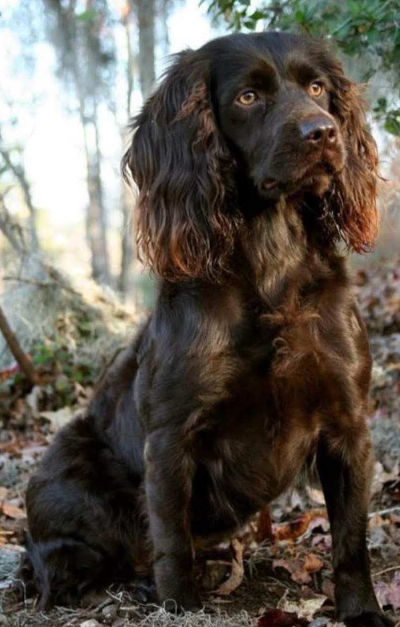 Dog for Adoption - Ralph, a Cocker Spaniel in Hayden, AL | Alpha Paw