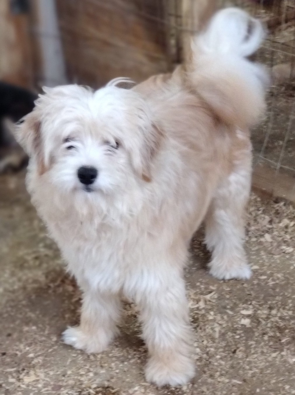 Dog for Adoption Redford, a Poodle (Miniature) in Gardendale, AL