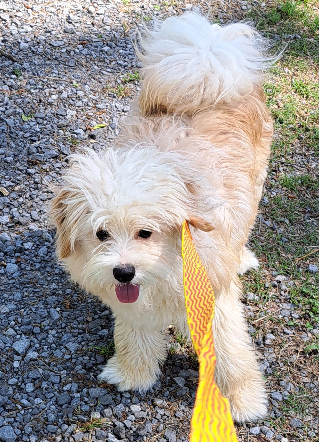 Dog for Adoption Redford, a Poodle (Miniature) in Gardendale, AL