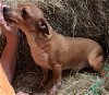 adoptable Dog in baileyton, AL named Rio