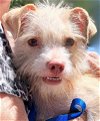 adoptable Dog in baileyton, AL named Ollie