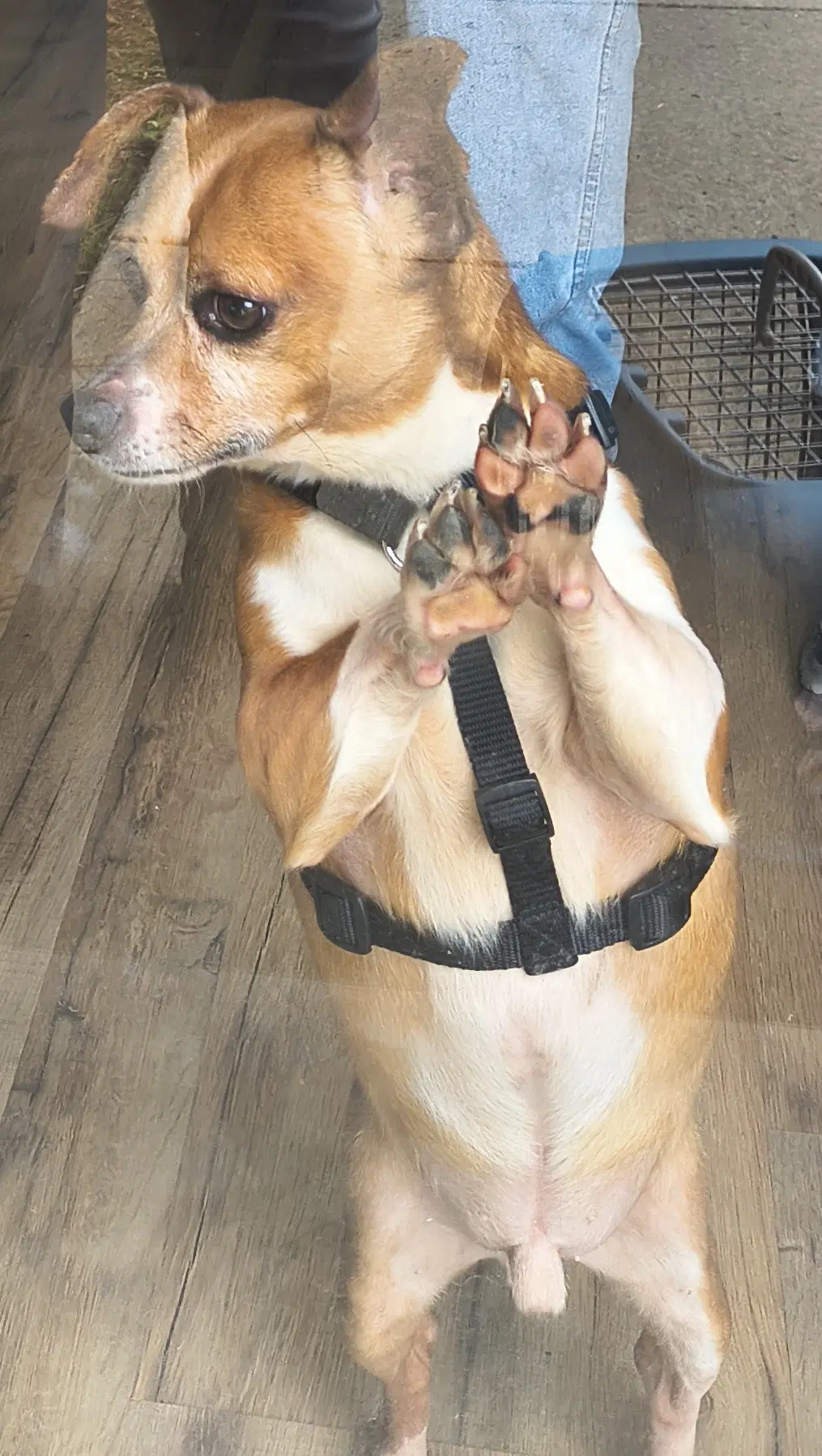 Wesley - Chihuahua