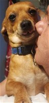 adoptable Dog in baileyton, AL named Randy