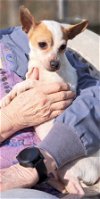 adoptable Dog in baileyton, AL named Mary