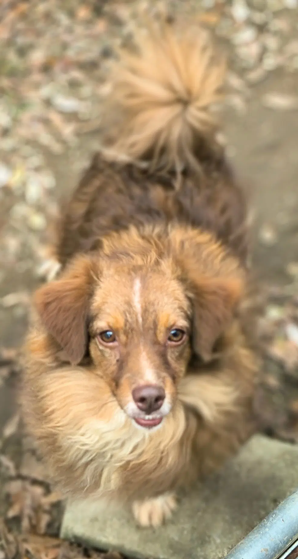 Montana - Australian Shepherd