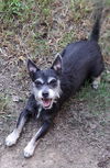 adoptable Dog in  named Batman