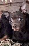 adoptable Dog in  named Hazel